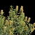 Evergreen Banksia Integrifolia: Perfect Addition to your Garden! 3D model small image 3
