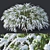 Grefsheim Spirea: Versatile & Stunning 3D model small image 1