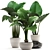 Exotic White Pot Alocasia 3D model small image 1