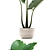 Exotic White Pot Alocasia 3D model small image 2