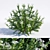 Evergreen Hebe Buxifolia Bush 3D model small image 1