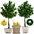 Lemon Tree Garden Set 3D model small image 1