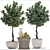 Lemon Tree Garden Set 3D model small image 3