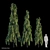 Elegant Polyalthia Longifolia Tree 3D model small image 1