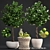 Fresh Citrus Lime Plant Collection 3D model small image 1