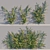 Versatile Ficus Pumila Climber: A Green Wonder! 3D model small image 1