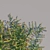 Versatile Ficus Pumila Climber: A Green Wonder! 3D model small image 2