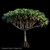 Majestic Dracaena Draco | Dragon Tree 3D model small image 1