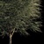 Tropical Casuarina Hedge 3D model small image 2