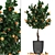 Citrus Mandarin: Decorative Fruit Tree 3D model small image 1