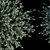 Gray Box Westringia: Hardy and Compact Shrub 3D model small image 3