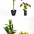 Tropical Plant Collection: V-Ray Models 3D model small image 2