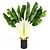 Tropical Plant Collection: V-Ray Models 3D model small image 3