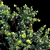 Exotic Barringtonia Acutangula Var 2 3D model small image 2