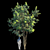 Barringtonia Acutangula Var 1: Exotic Foliage Delight 3D model small image 1