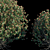 Evergreen Ilex Crenata Bush 3D model small image 2