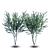 Evergreen Chinese Elm Tree 3D model small image 1