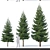 Versatile Spruce Tree Collection 3D model small image 2