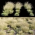 Eskdale Grass: 12 Grass Models 3D model small image 2