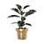 Variegated Ficus: Beautiful Indoor Plant 3D model small image 1