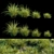 Versatile Saw-Sedges Grass 3D model small image 3