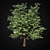  Majestic Maple Tree 3D model small image 1