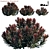 Euphorbia Blackbird: Vibrant Cushion Spurge! 3D model small image 1