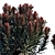 Euphorbia Blackbird: Vibrant Cushion Spurge! 3D model small image 2