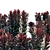 Euphorbia Blackbird: Vibrant Cushion Spurge! 3D model small image 3
