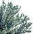  Serene Sky Euphorbia | Cushion Spurge 3D model small image 2