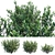 Versatile Ilex Crenata Hoogendorn: 3 variations 3D model small image 2