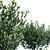 Versatile Ilex Crenata Hoogendorn: 3 variations 3D model small image 3