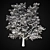 Giant Maple Tree: 17m Height 3D model small image 2