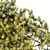 Golden Carpet Juniperus | All Gold 3D model small image 3