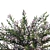 Ruby Cascade Wax Flower | Philotheca Myoporoides 3D model small image 3