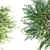 Graceful Cascading Phyllanthus Multiflorus 3D model small image 3