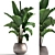 Tropical Plant Collection 3D model small image 1