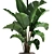 Tropical Plant Collection 3D model small image 2