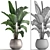 Tropical Plant Collection 3D model small image 3