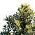 Exquisite Darlingia Darlingiana: Brown Silky Oak 3D model small image 3