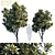 Silky Oak Tree - Darlingia Darlingiana 3D model small image 1