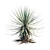 Thompson's Yucca: Versatile Beaked Beauty 3D model small image 2