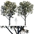 Baileyana Brown Silky Oak: Stunning Grevillea 3D model small image 1