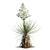 Thompson's Yucca | Beaked Yucca Model 3D model small image 3