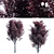 Prunus Pissardii Tree: Vibrant and Elegant 3D model small image 1