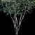 Prickly Tea-tree: Leptospermum Continentale 3D model small image 2