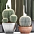 Exotic Cactus Collection - 300 Plants 3D model small image 2