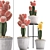 Exotic Cactus Collection 3D model small image 1