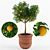 Ornamental Mandarin Orange Tree 3D model small image 1