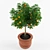 Ornamental Mandarin Orange Tree 3D model small image 2